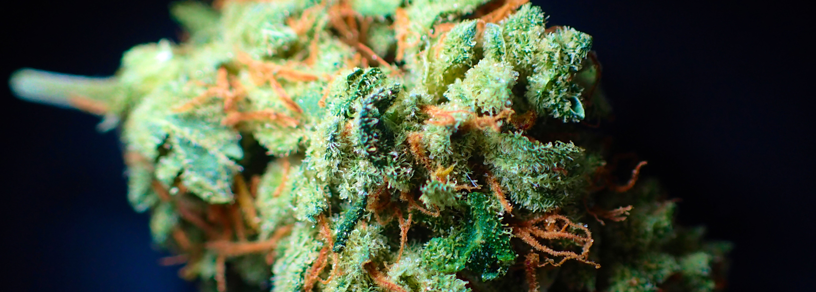 mylar bags oder cannabis
