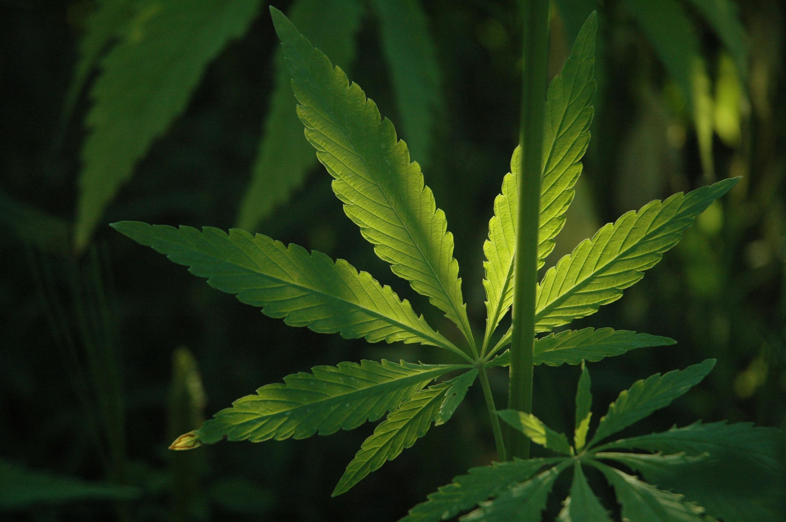 Biodegradable Cannabis Packaging
