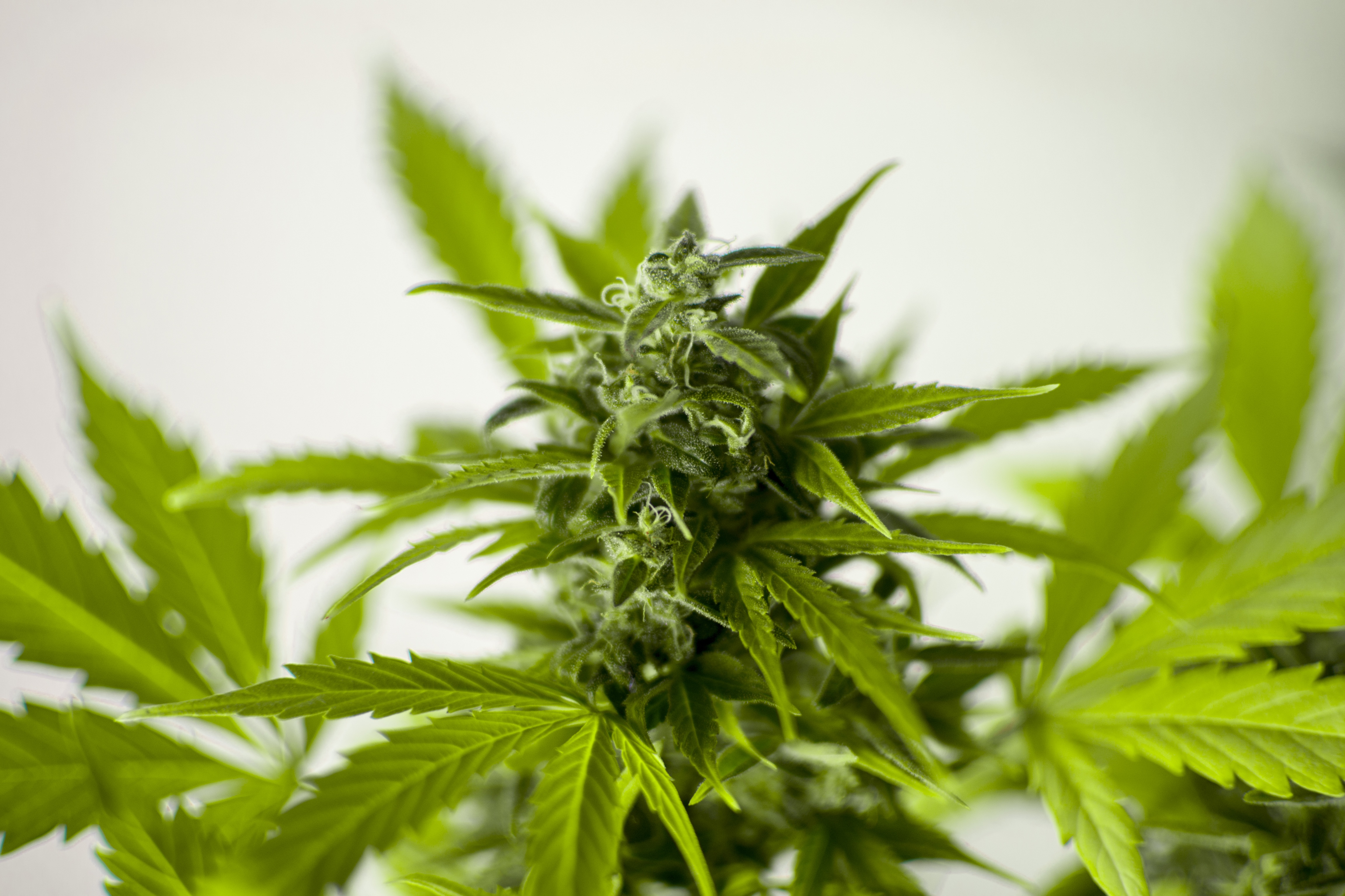 how much is a zip of weed