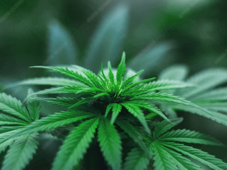 bulk cannabis bag design