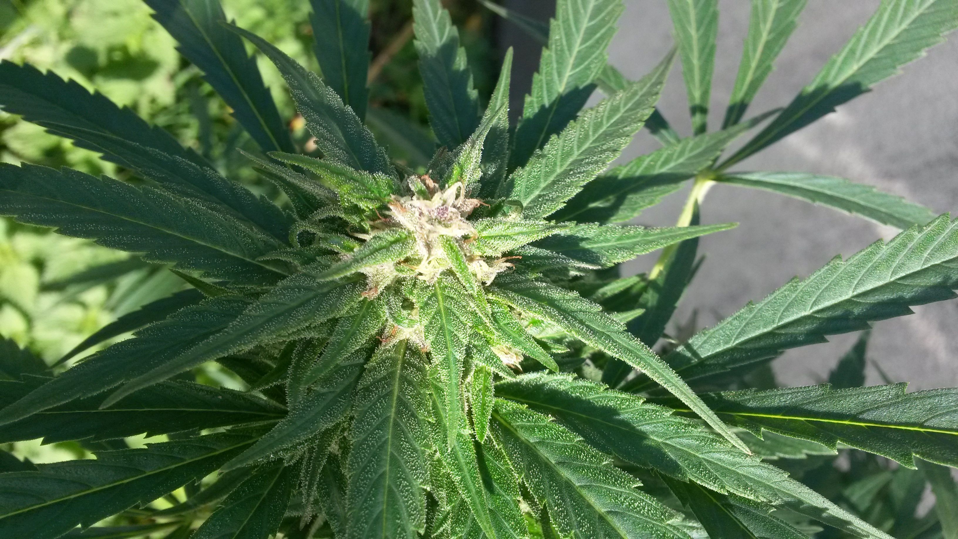 Exotic cannabis strains packaging