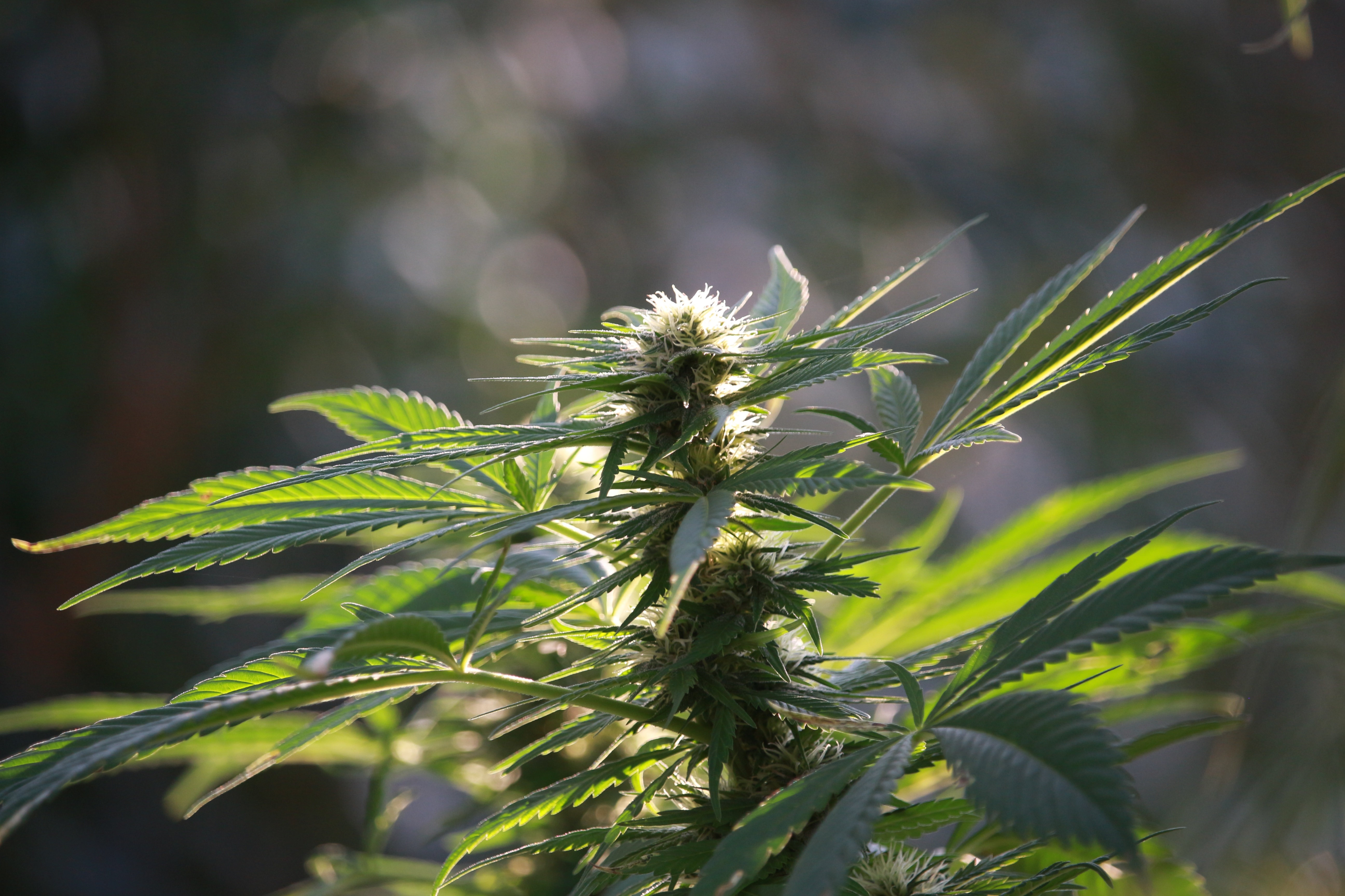fake cannabis bags mylar brands