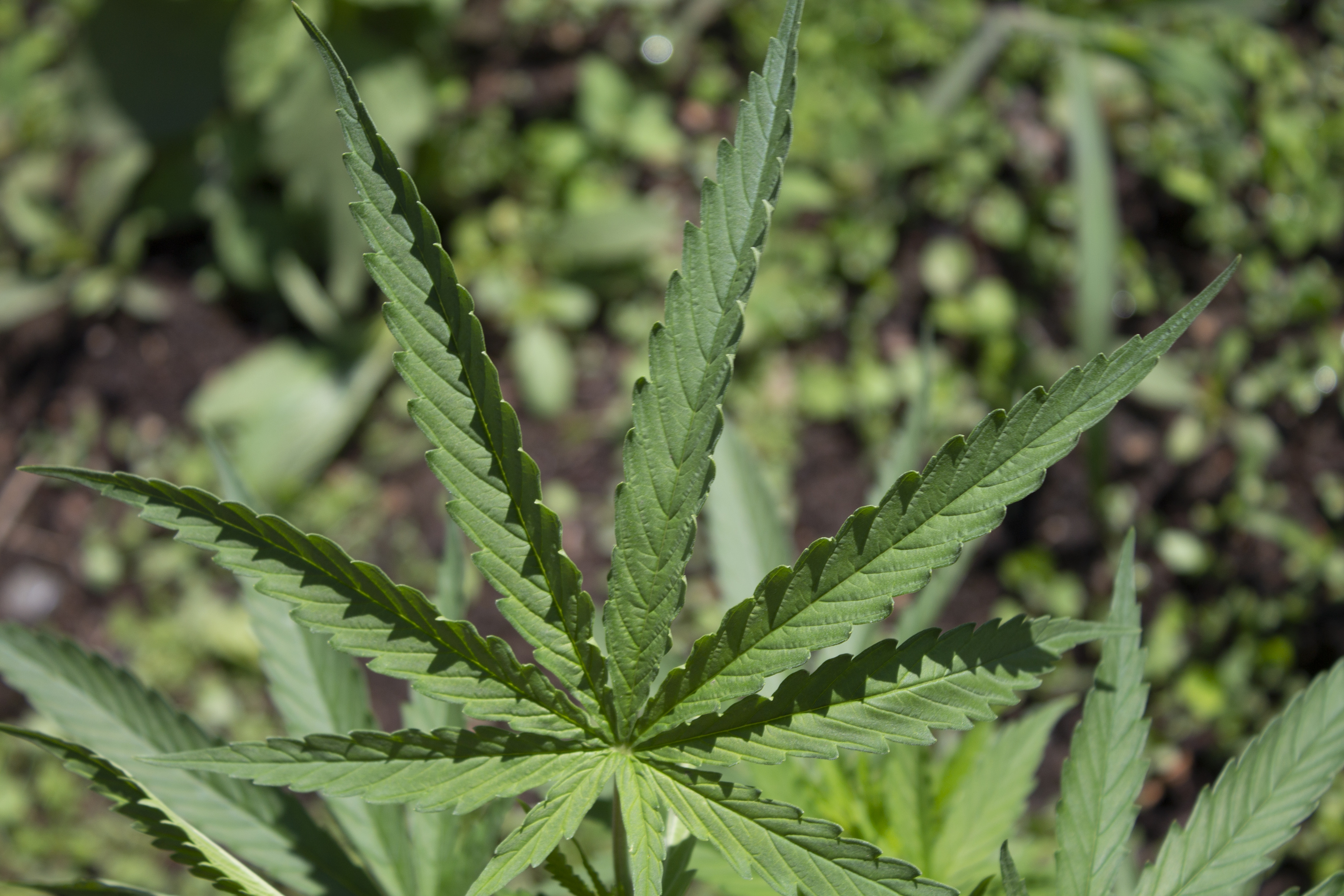 best exotic packaging materials for cannabis products