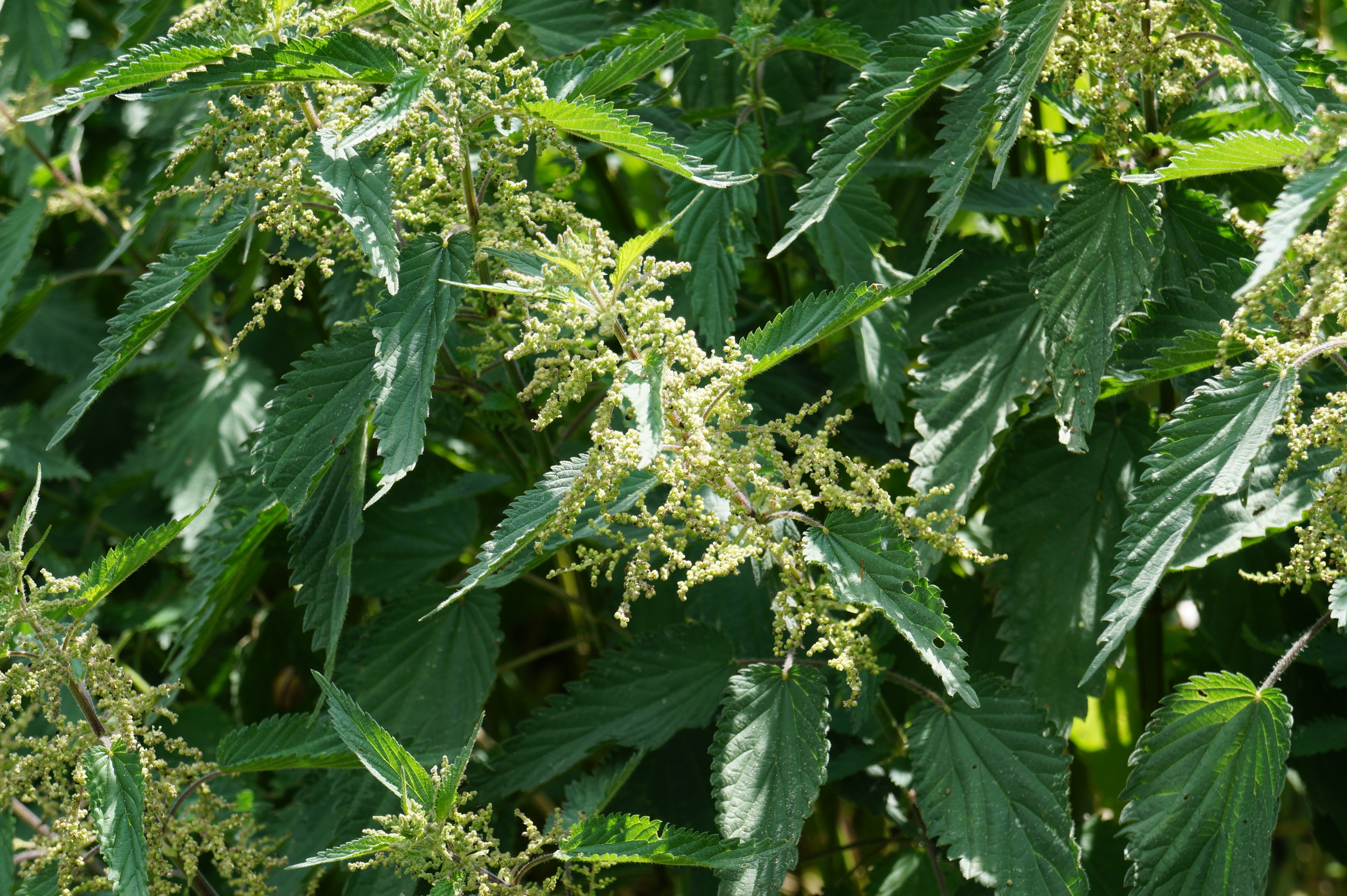 Airtight Weed Packaging